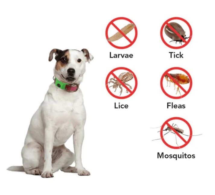 12-Month Flea & Tick Prevention